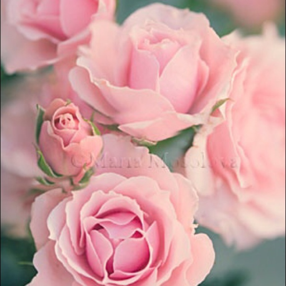 Meet your Posher, Renee